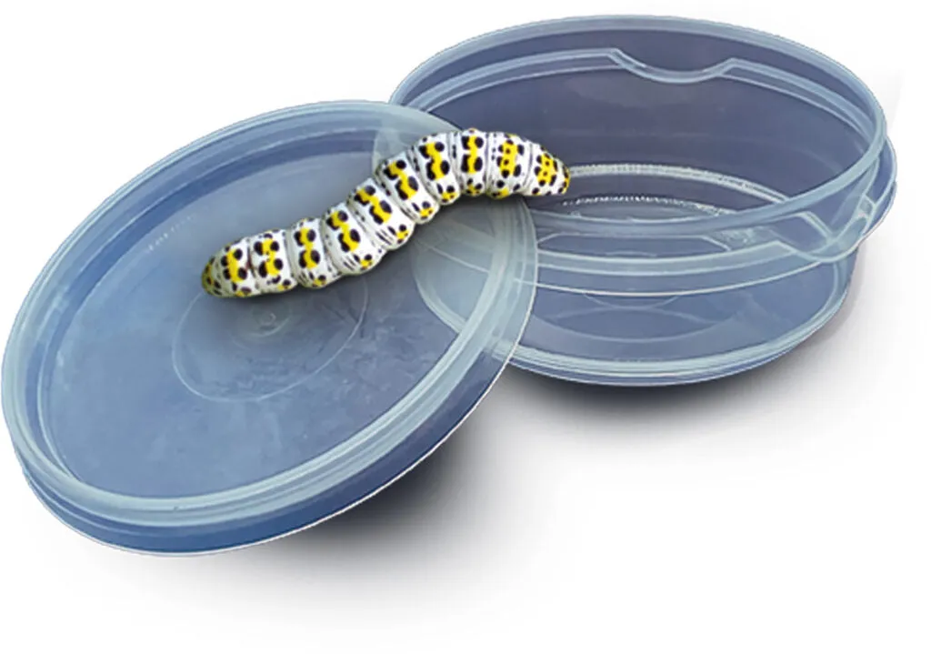 Insect Explorer Kit